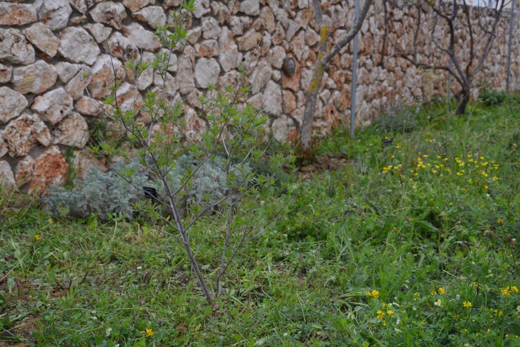 Lotus Sea View Studio Apartment 2 Ληξούρι Εξωτερικό φωτογραφία